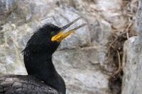 36375 Phalacrocorax aristotelis (Marangone dal ciuffo)